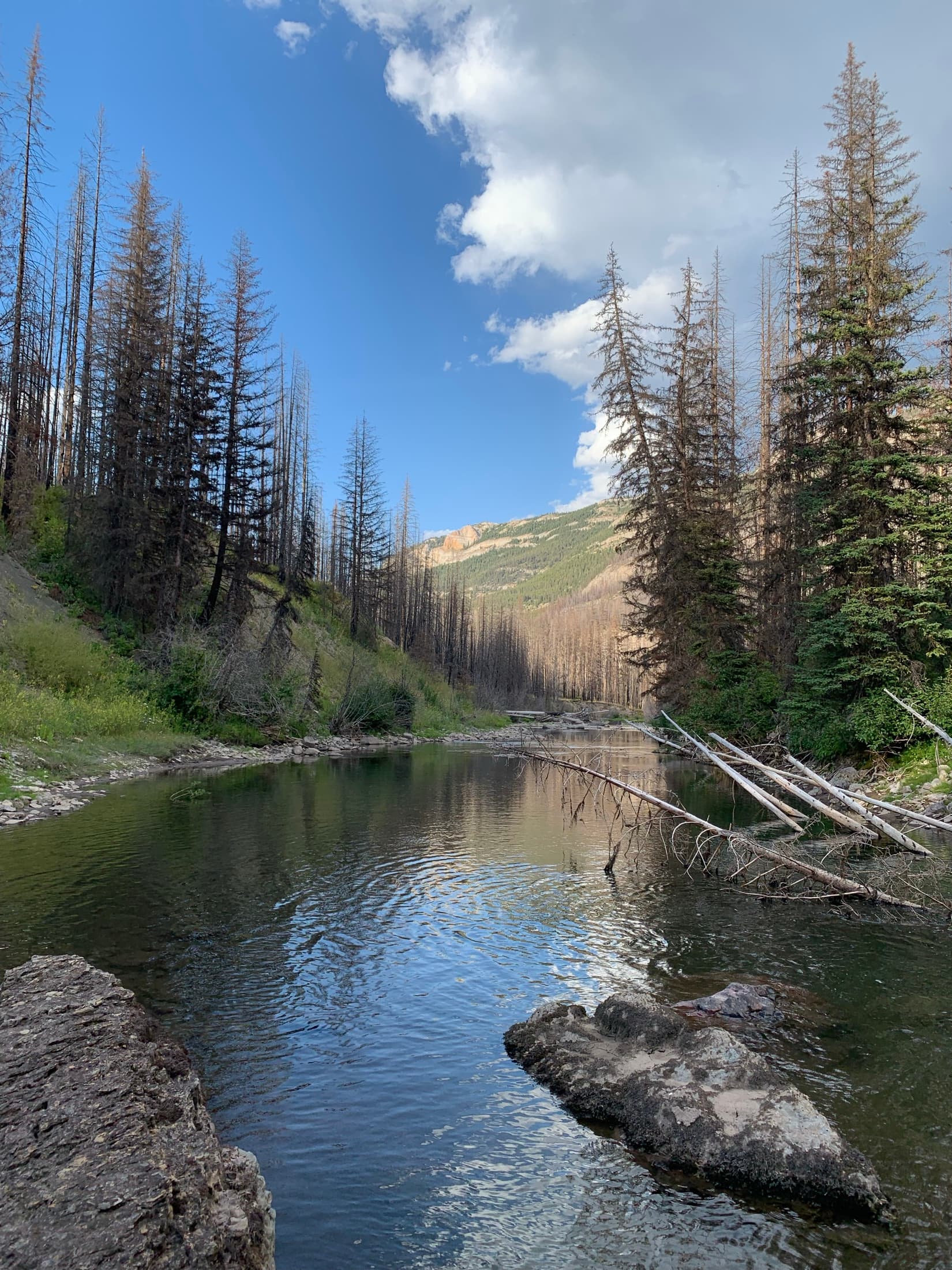 The Blackfoot